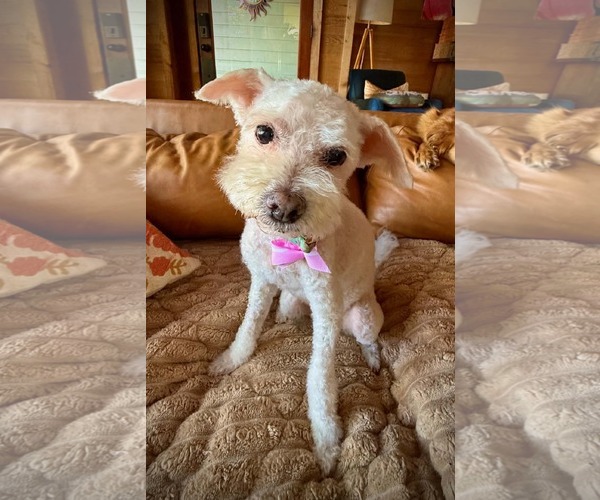 Medium Photo #1 Bichon Frise-Unknown Mix Puppy For Sale in Escondido, CA, USA