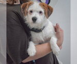 Small #2 Jack Russell Terrier Mix