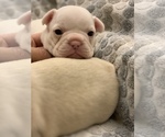 Small Photo #6 French Bulldog Puppy For Sale in LEAWOOD, KS, USA