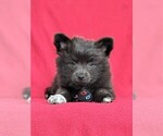 Small Photo #6 Chiranian Puppy For Sale in NEW FREEDOM, PA, USA