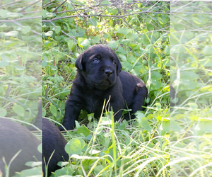 Labrador Retriever Puppy for sale in TEMECULA, CA, USA