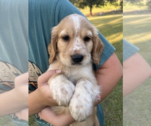 English Cocker Spaniel Puppy for sale in DUBLIN, GA, USA