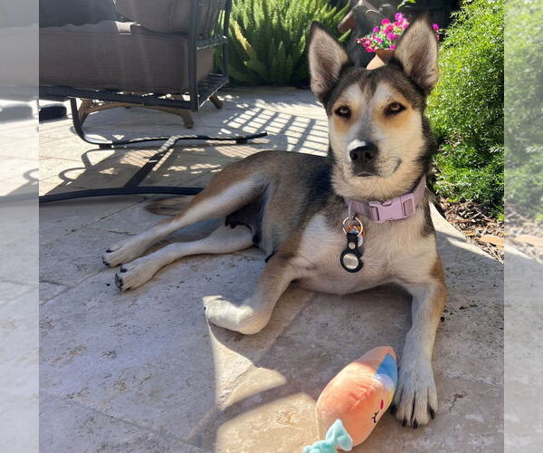 Medium Photo #3 Siberian Husky-Unknown Mix Puppy For Sale in HOUSTON, TX, USA