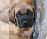 Small Photo #3 Mastiff Puppy For Sale in CRYSTAL, MN, USA