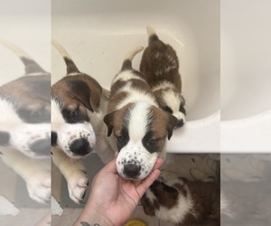 Saint Bernard Puppy for sale in VICTORVILLE, CA, USA