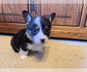 Medium Pembroke Welsh Corgi