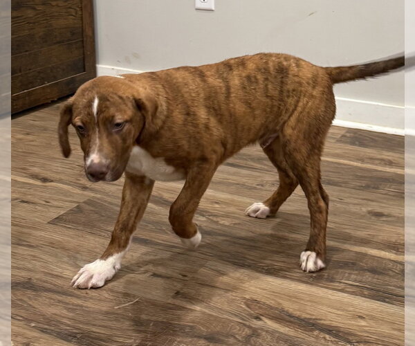 Medium Photo #7 Mutt Puppy For Sale in Boston, MA, USA