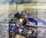 Small Photo #55 Australian Shepherd Puppy For Sale in FARMVILLE, VA, USA