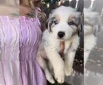 Puppy 5 Australian Shepherd