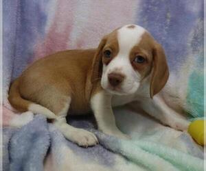 Beagle Puppy for sale in ORO VALLEY, AZ, USA