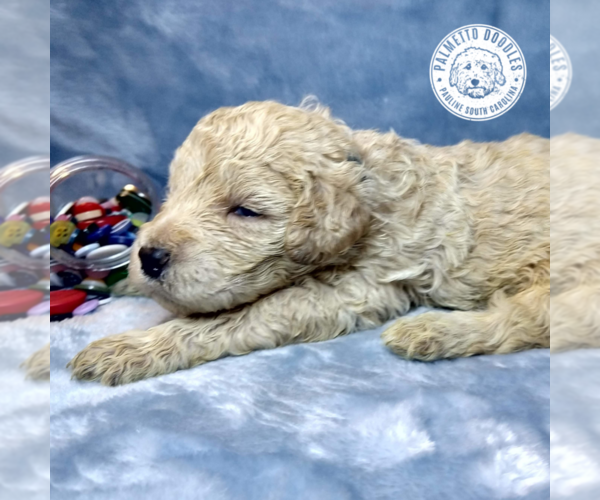 Medium Photo #4 Goldendoodle Puppy For Sale in PAULINE, SC, USA