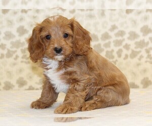 Cavapoo Puppy for sale in DENVER, PA, USA