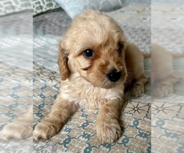 Medium Photo #3 Goldendoodle (Miniature) Puppy For Sale in PENSACOLA, FL, USA