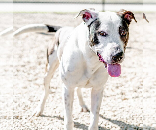 Medium Photo #5 Great Dane Puppy For Sale in Hilton Head, SC, USA