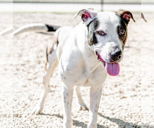Wallen - Male Great Dane Dog for Adoption - Photo #5