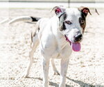 Small #4 Great Dane
