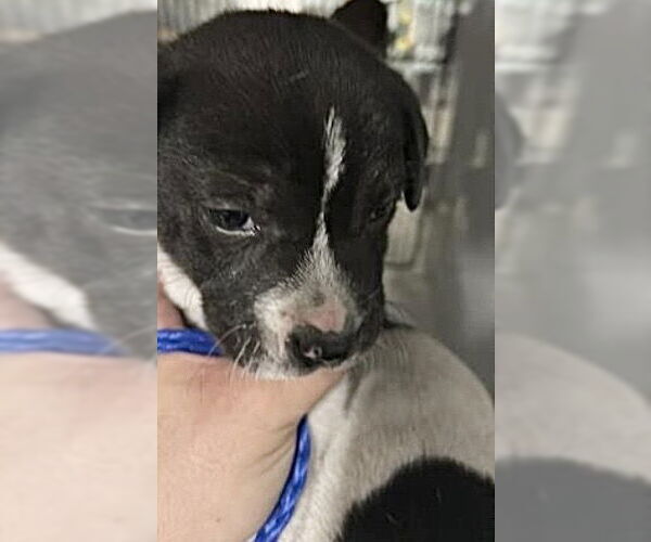 Medium Photo #1 Mutt Puppy For Sale in Houston, TX, USA