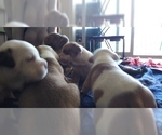 Small Photo #13 American Staffordshire Terrier-Olde English Bulldogge Mix Puppy For Sale in CHARLOTTE, NC, USA