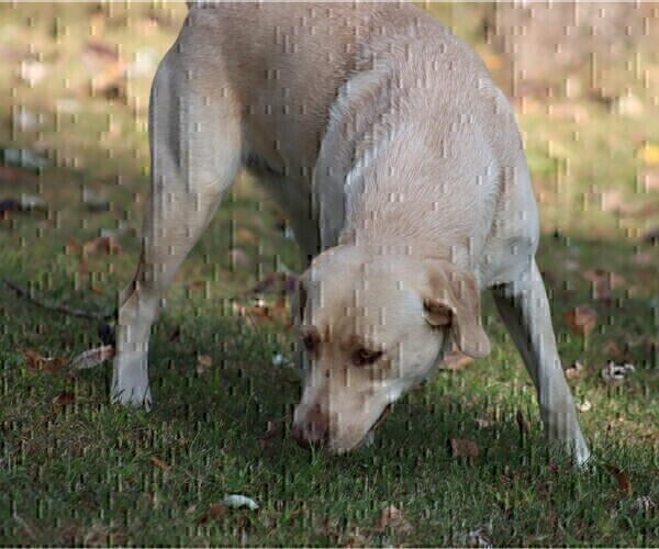 Medium Photo #1 Labrador Retriever Puppy For Sale in POCAHONTAS, IL, USA