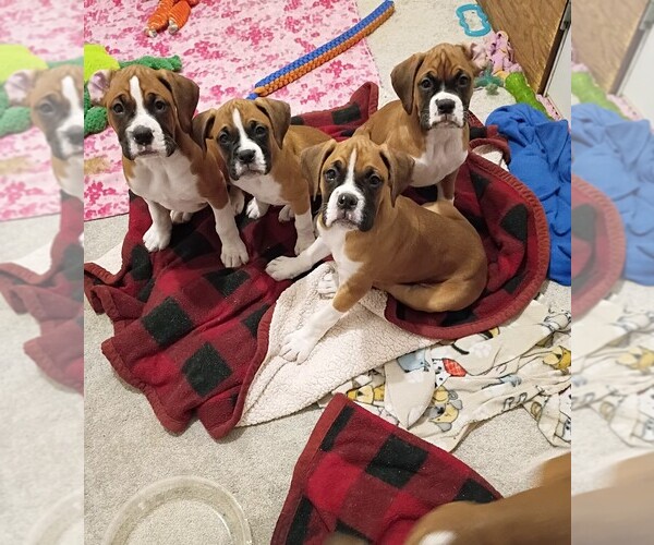 Medium Photo #1 Boxer Puppy For Sale in MISHAWAKA, IN, USA