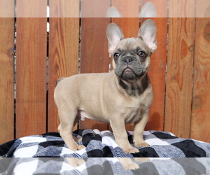 French Bulldog Puppy for sale in SEATTLE, WA, USA