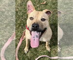 Small #6 American Pit Bull Terrier Mix