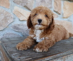Small Photo #6 ShihPoo Puppy For Sale in HONEY BROOK, PA, USA