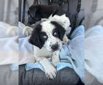 Small #2 Border Collie Mix
