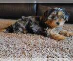 Small Photo #45 Yorkshire Terrier Puppy For Sale in MANES, MO, USA