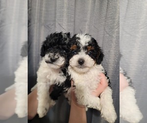 Poodle (Miniature) Puppy for sale in POPLAR, CA, USA