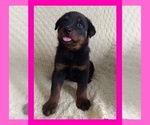 Image preview for Ad Listing. Nickname: AKC Bella