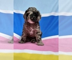 Small Photo #24 Cockapoo Puppy For Sale in ROCHESTER, MN, USA