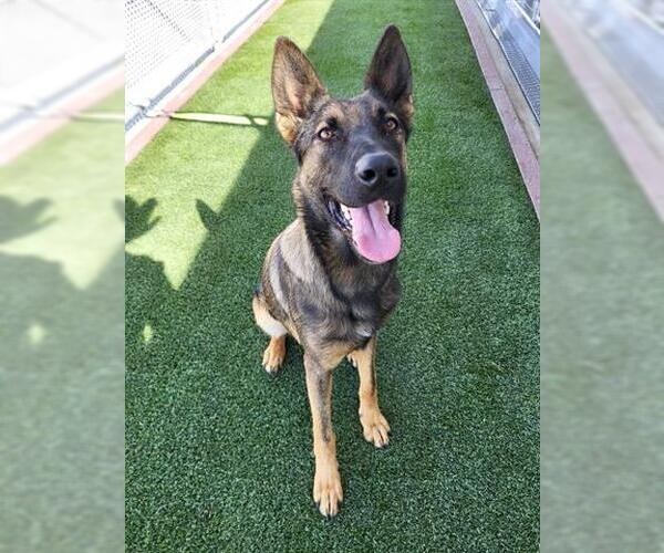 Medium Photo #1 German Shepherd Dog-Unknown Mix Puppy For Sale in Lathrop, CA, USA