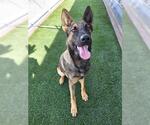 KIRA - Female German Shepherd Dog-Unknown Mix Dog for Adoption - Small photo