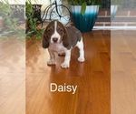 Puppy Daisy Beagle