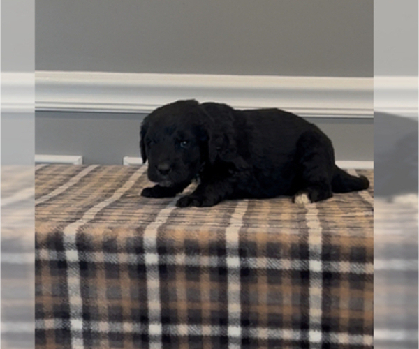 Medium Photo #60 Bernedoodle-Labradoodle Mix Puppy For Sale in MILFORD, NJ, USA