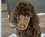 Small #4 Poodle (Standard)