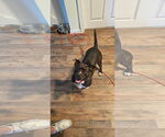 Small #8 Boston Terrier Mix