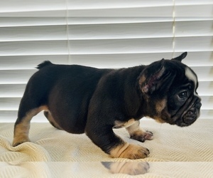 English Bulldog Puppy for sale in ORLANDO, FL, USA