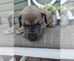 Small Photo #6 Great Dane Puppy For Sale in GREENVILLE, NC, USA