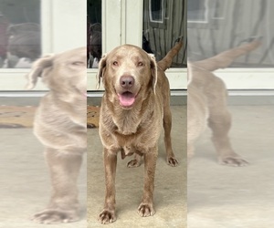 Mother of the Labrador Retriever puppies born on 04/07/2026