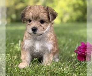 Morkie Puppy for sale in ROCK STREAM, NY, USA