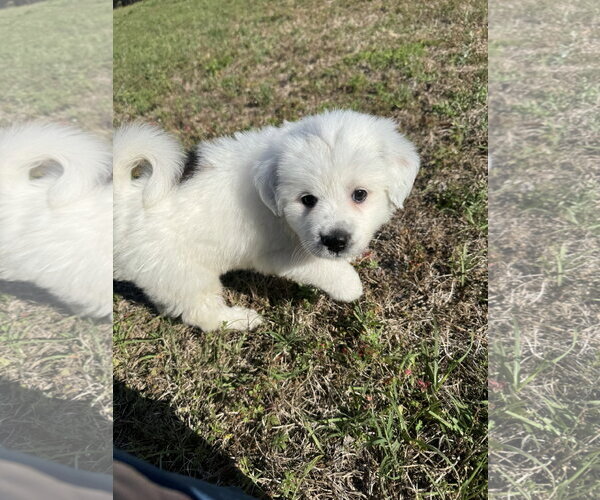 Medium Photo #4 Anatolian Pyrenees Puppy For Sale in Holly Springs, NC, USA
