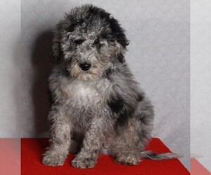 Poodle (Miniature)-Sheepadoodle Mix Puppy for sale in FREDERICKSBURG, OH, USA