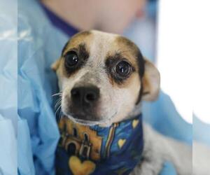 Chihuahua-Unknown Mix Dogs for adoption in San Antonio, TX, USA