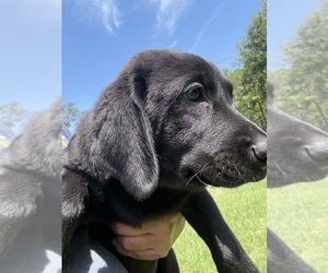 Labrador Retriever Puppy for sale in OSYKA, MS, USA