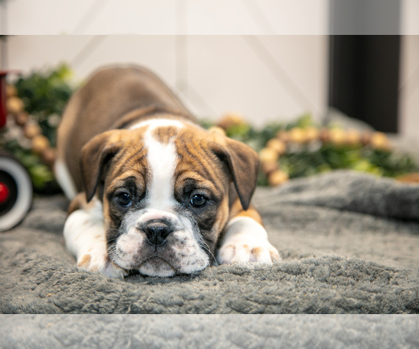 Medium Photo #9 Beabull Puppy For Sale in FRESNO, OH, USA