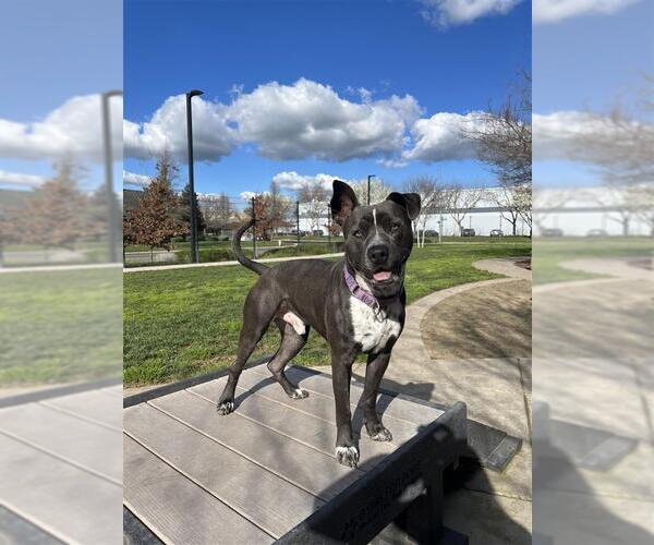 Medium Photo #3 Mutt Puppy For Sale in Elk Grove, CA, USA