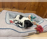 Small Photo #2 Chihuahua-Unknown Mix Puppy For Sale in Raleigh, NC, USA