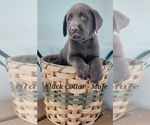 Small Photo #9 Labrador Retriever Puppy For Sale in CASHTON, WI, USA
